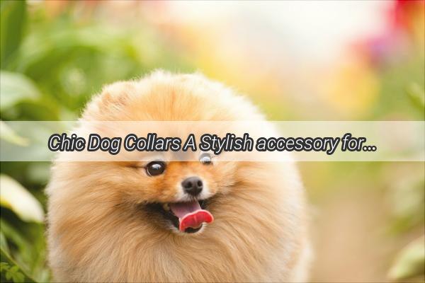 Chic Dog Collars A Stylish accessory for Mans Best Friend